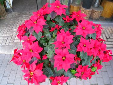 ＢＩＧＢＩＧポインセチア！！｜「さくま松花園」　（愛知県名古屋市千種区の花キューピット加盟店 花屋）のブログ