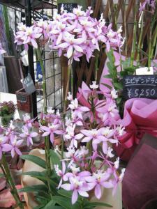 エピデンドラム｜「さくま松花園」　（愛知県名古屋市千種区の花キューピット加盟店 花屋）のブログ