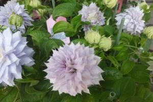 寒いです｜「さくま松花園」　（愛知県名古屋市千種区の花キューピット加盟店 花屋）のブログ