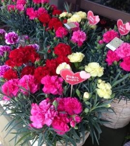 5月12日　母の日｜「さくま松花園」　（愛知県名古屋市千種区の花キューピット加盟店 花屋）のブログ